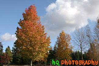 Fall Trees & Blue Sky