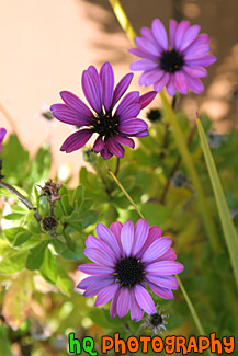 Scenic Purple Flowers
