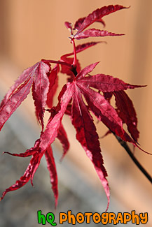 Red Autumn Leaf