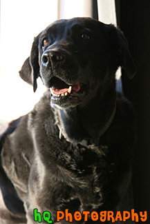 Adult Black Lab Dog