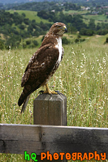 Profile of a Hawk