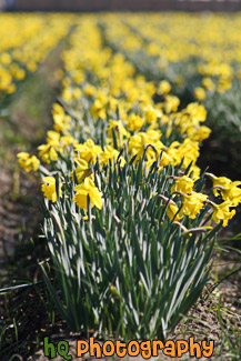 Daffodils Row