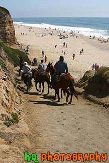 Horses Heading to the Beach
