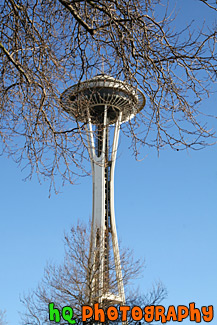 Tree Branches in Front of Space Needle