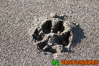 Dog Footprint