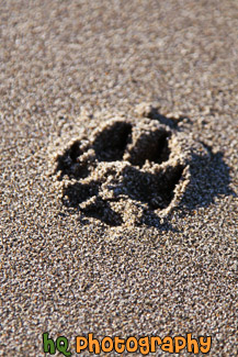 Paw-Print