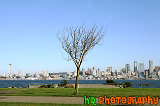 Seattle, Tree & Blue Sky