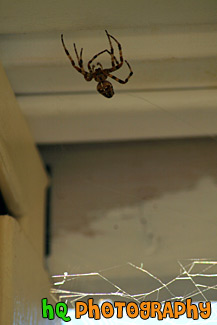 Big Brown Spider