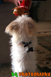 Puppy Standing for Toy