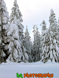 Snow Piled on Trees