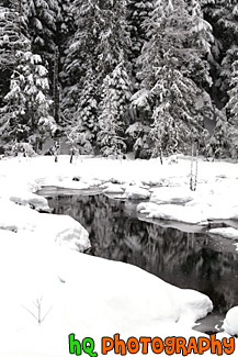 Snow Scene at Longmire, Wa