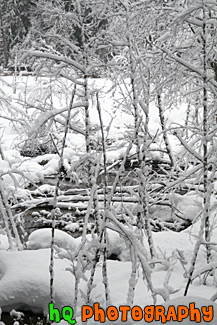 Snow on Trees & Branches