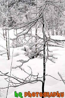 Tree Branch & Snow