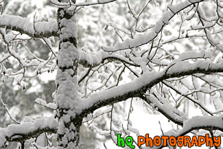 Snowy Tree Branches