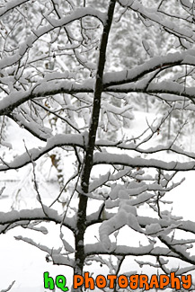 Snow Covered Tree Branches