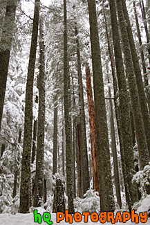 Winter Trees