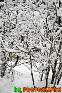 White Snow on Tree Branches