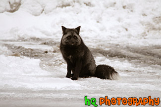 Black & Gray Wild Fox