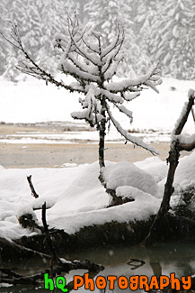 Snow, Tree Branch & Water