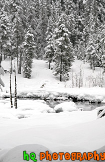 Winter Trees & Snow in Wilderness