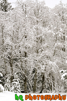 Snow Covered Trees