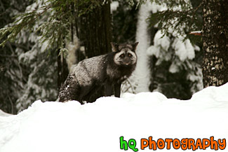 Gray & Black Fox on Snow