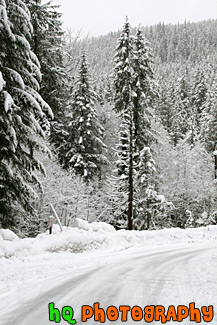 Winter Trees Along Road