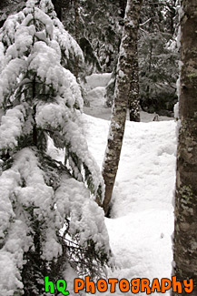 Winter Snow Forest