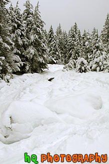 Snowy Ground Leading to Trees