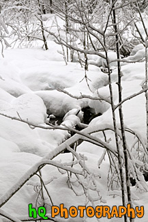 Snowy Winter Wilderness