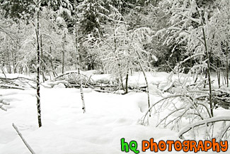 Snowy Winter Trees in Wilderness