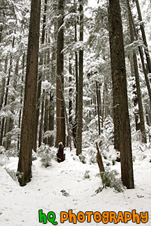 Rows of Winter Trees