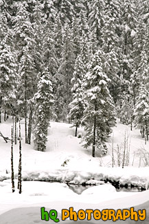 Snow Trees at Longmire