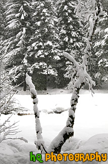Snowy Tree Limb