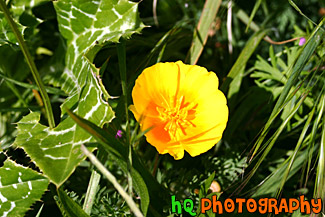 Looking Down at a Poppy Flower