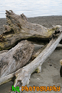 Drift Wood on Beach