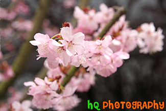 Pink Flowers Blossoming