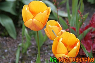 Orange Tulips