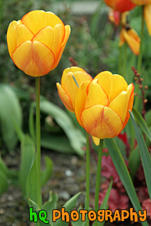 Orange & Red Tinted Tulips