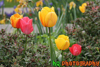 Spring Tulips