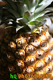 Pineapple Close Up