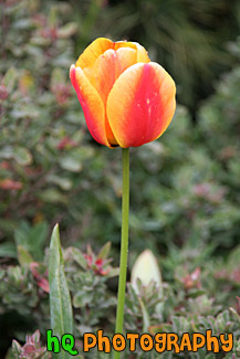 Red, Orange, & Yellow Tulip