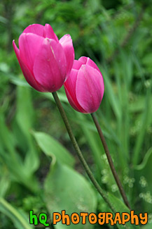 Pink Tulips