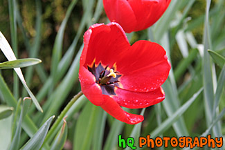 Red Tulip up Close