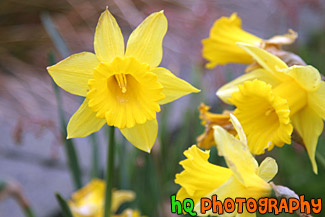 Yellow Daffodil Flowers