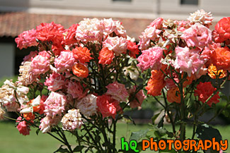 Assorted Pink Flowers