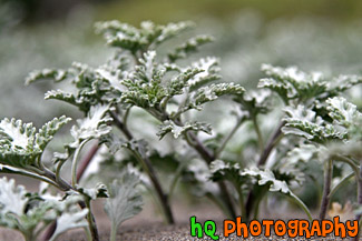 Plant on Beach