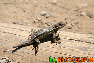 Brush Lizard