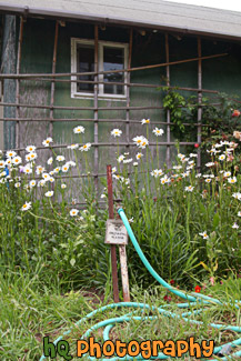 Old Shed & Water Hose