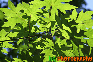 Looking Up at Leaves